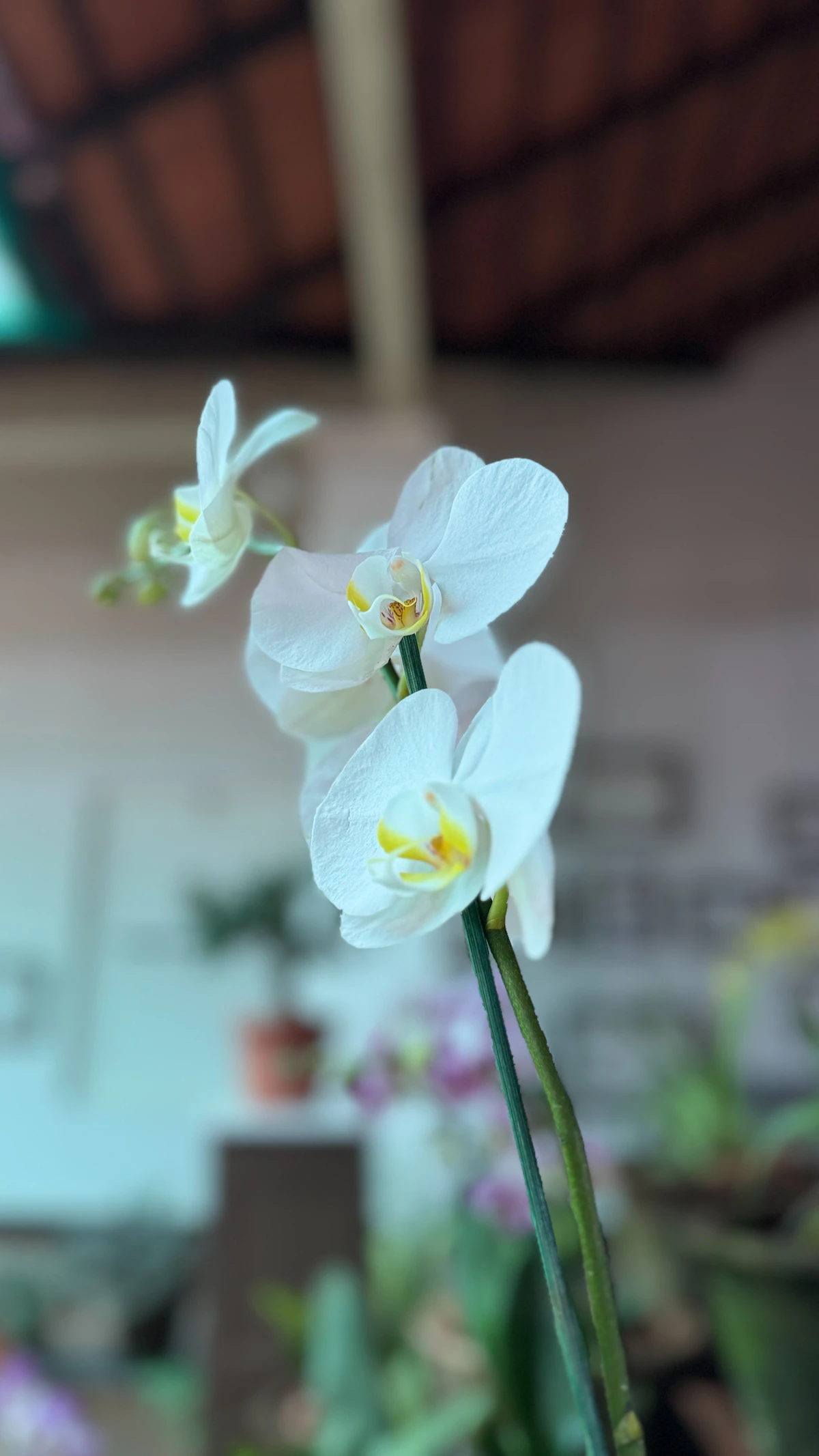 花艺指南：养护建议