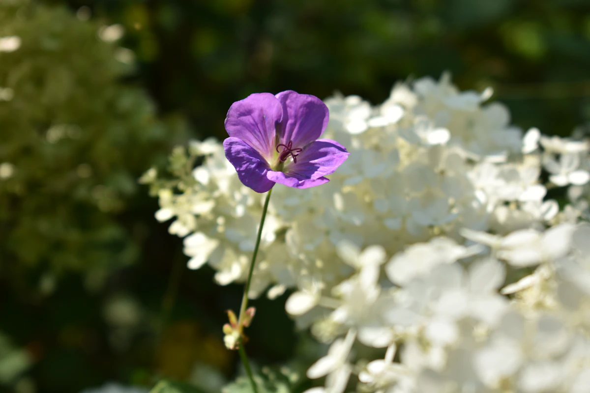 Seasonal Flower Guide