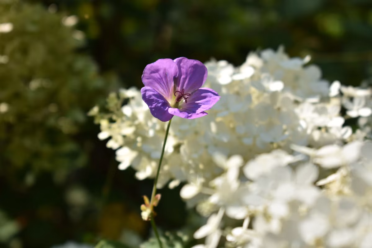 Seasonal Flower Guide