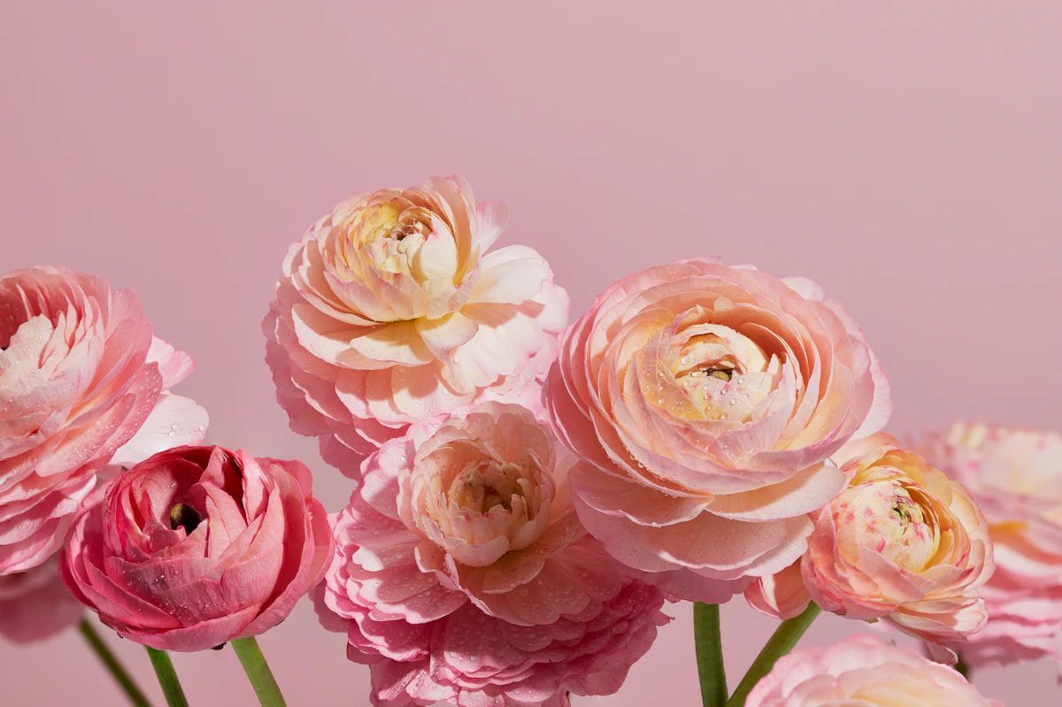 Anemone Arrangement