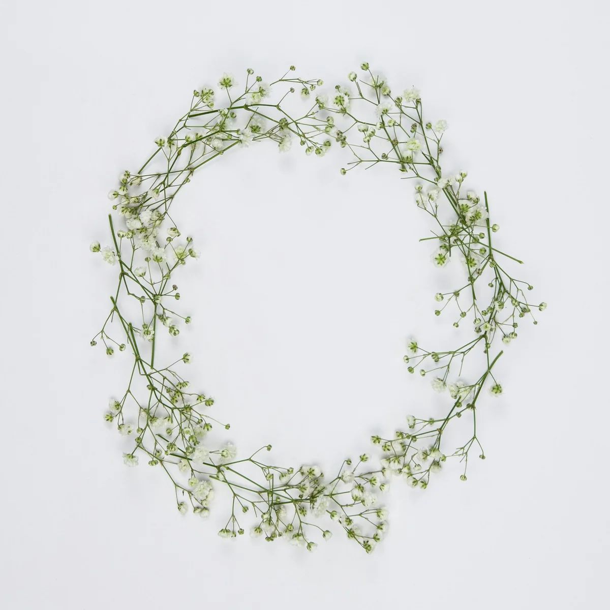 Baby's Breath - Fresh Stems available in Washington DC | Tempo Lazer Flowers Studio, Washington DC florist