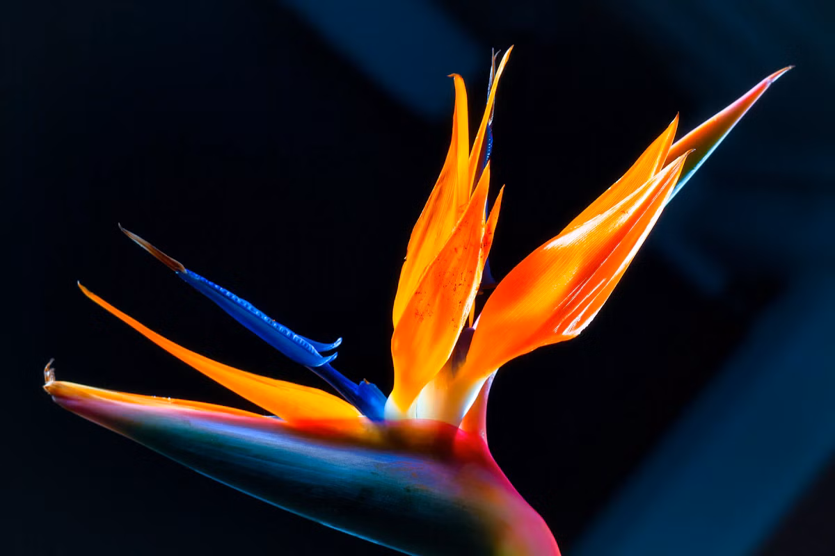 Birds of Paradise Arrangement - Shop Birds of Paradise Arrangement, a premium Arrangement from Tempo Lazer Flowers Studio. | Tempo Lazer Flowers Studio, Washington DC florist