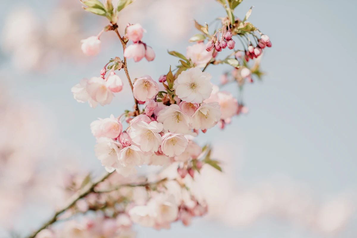 Cherry Blossom Branch Arrangement