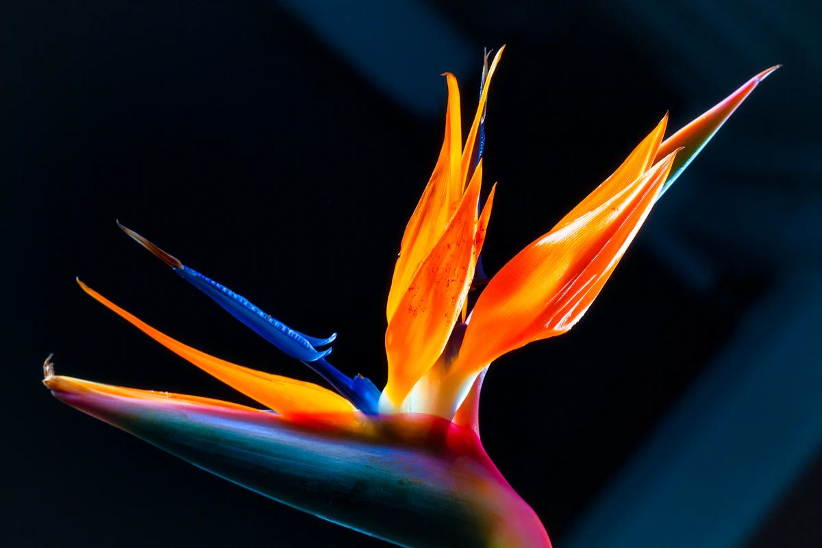 Exotic Tropical Deluxe
