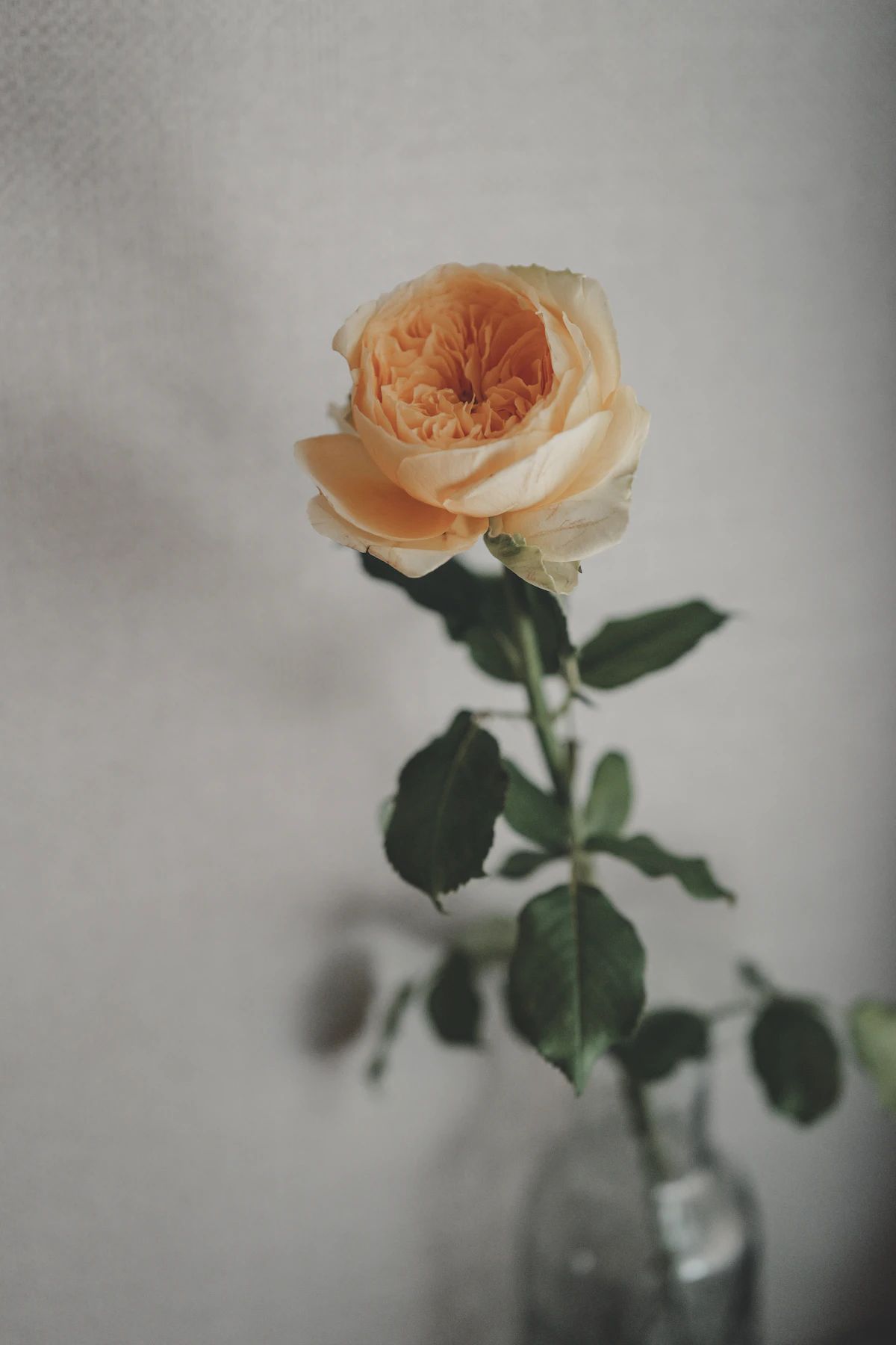 Garden Rose Centerpiece