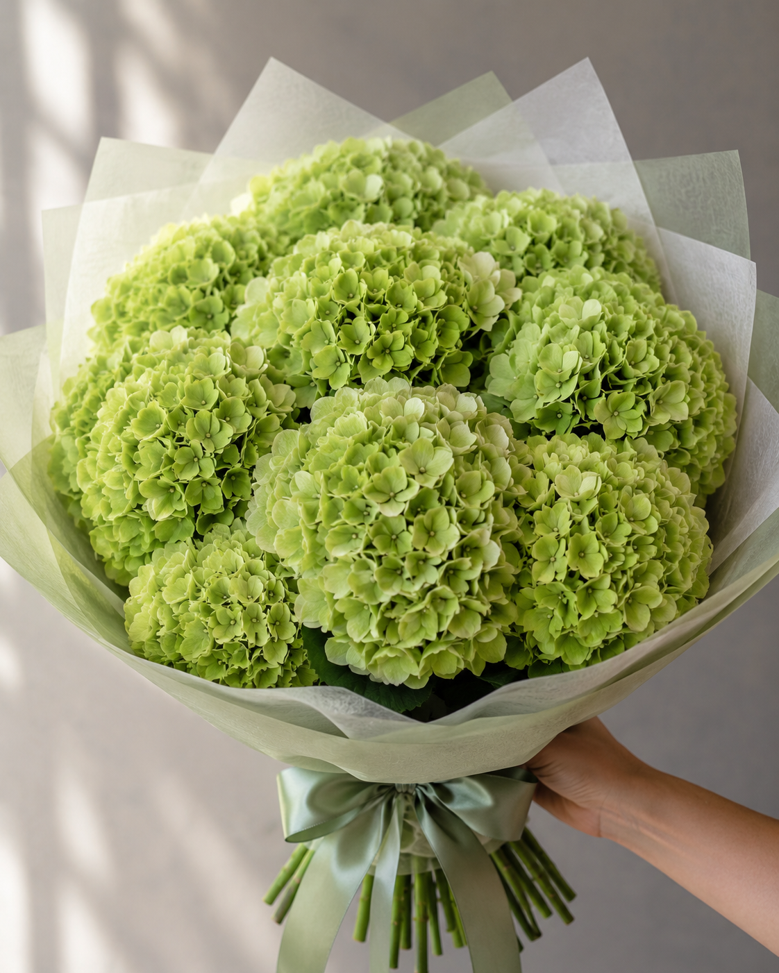 Green Hydrangea