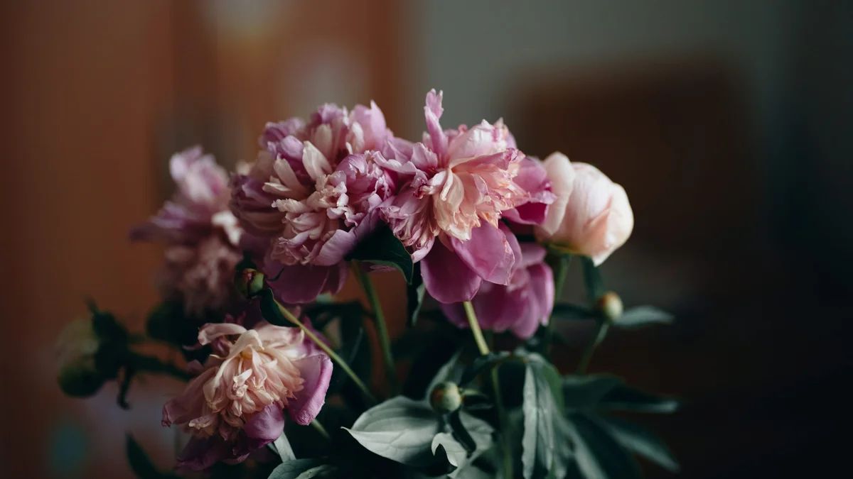 Light Pink Peonies
