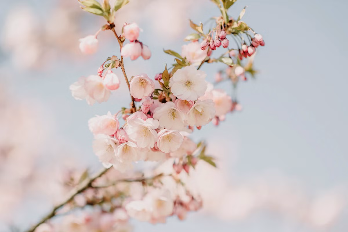Magnolia Branch Statement - Magnolia Branch Statement: چیدمان · Tempo Lazer Flowers Studio. | Tempo Lazer Flowers Studio, Washington DC florist
