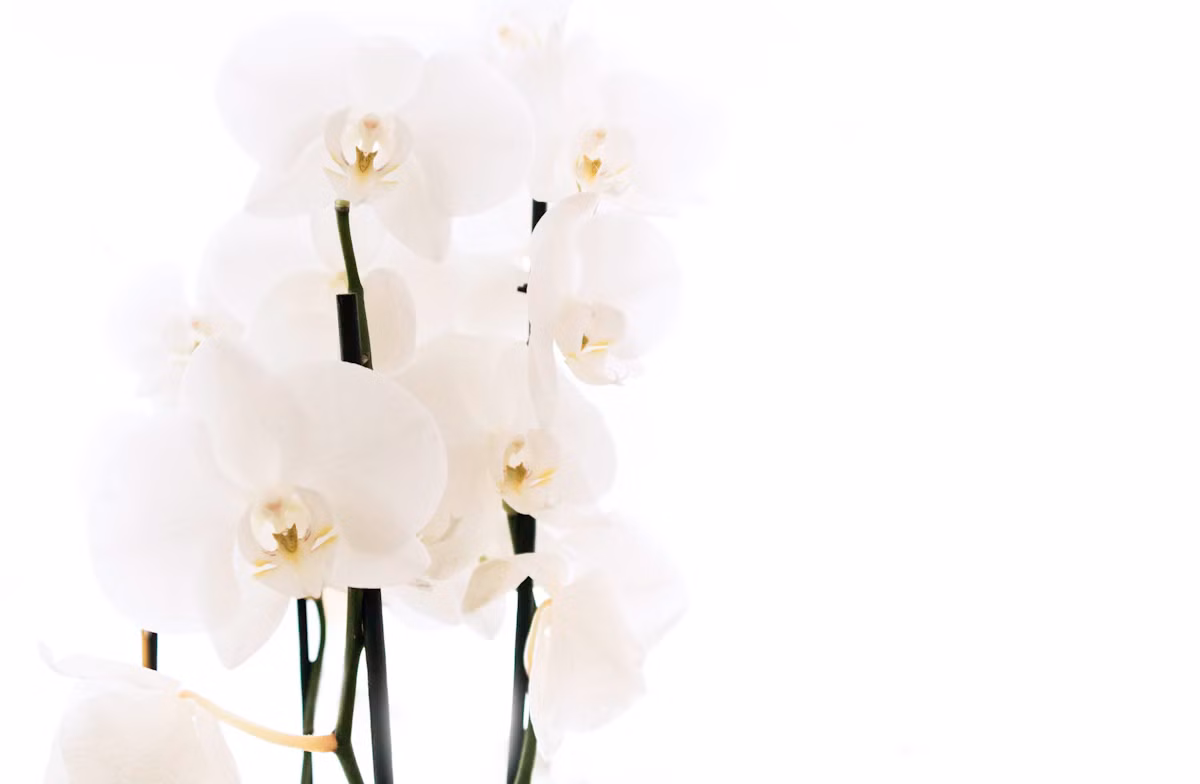 Mini Orchid Trio - Mini Orchid Trio: گیاهان · Tempo Lazer Flowers Studio. | Tempo Lazer Flowers Studio, Washington DC florist