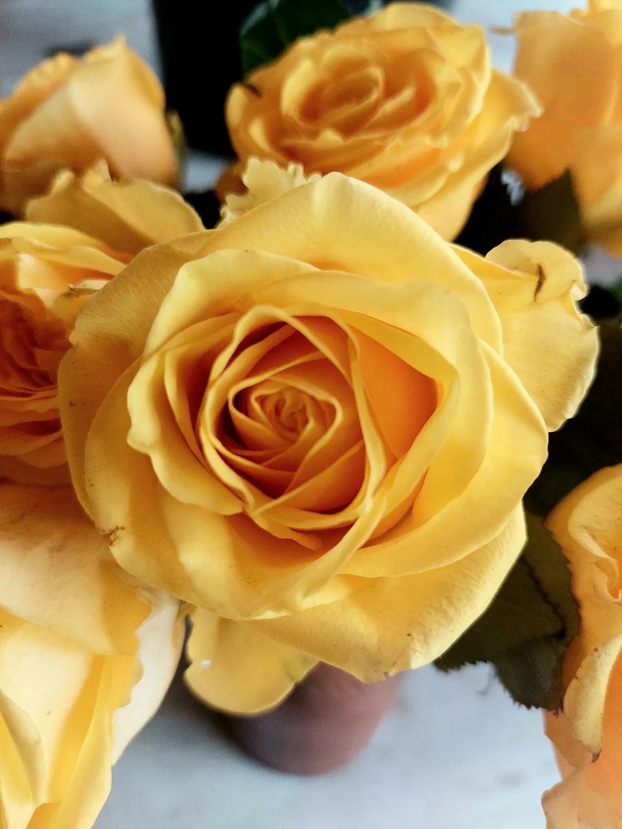Pink Ranunculus - Fresh Stems available in Washington DC | Tempo Lazer Flowers Studio, Washington DC florist