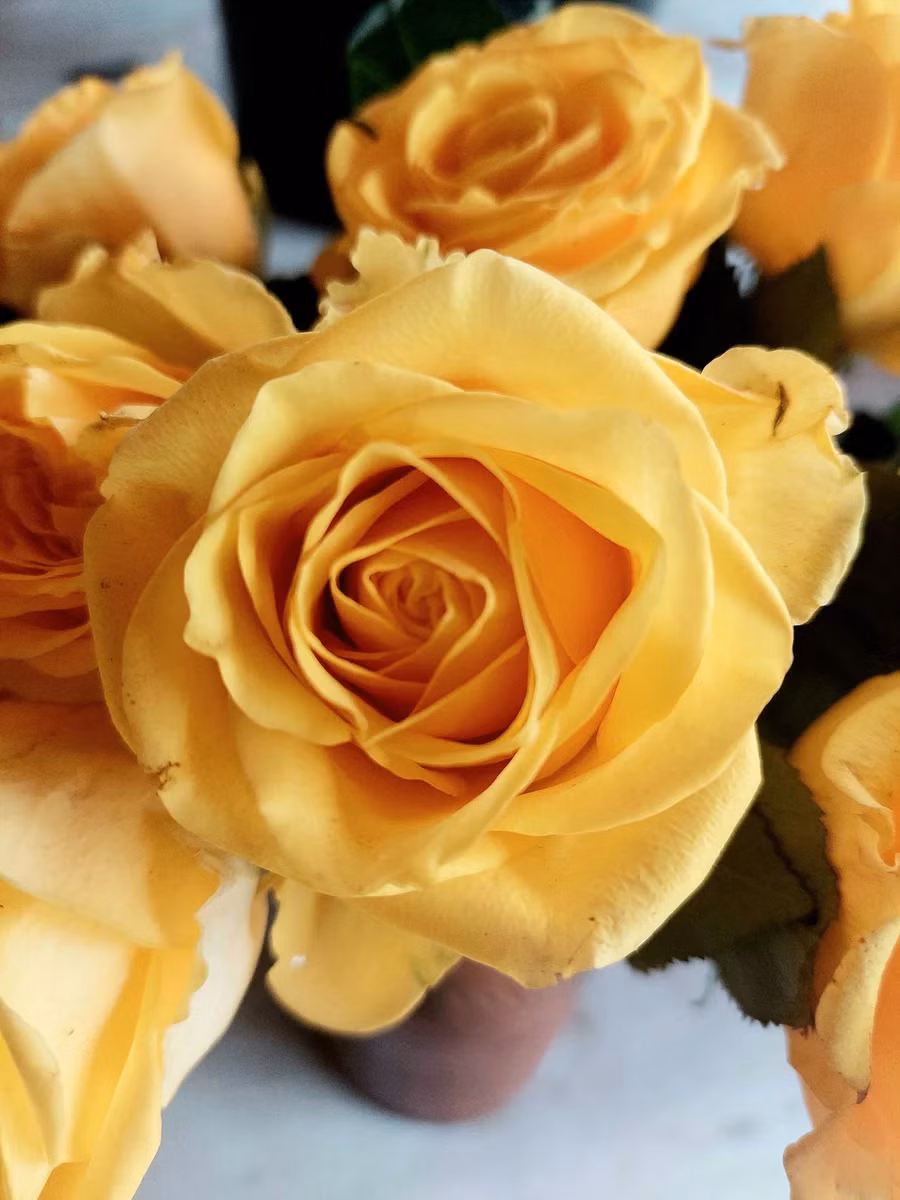 Pink Ranunculus - Fresh Stems available in Washington DC | Tempo Lazer Flowers Studio, Washington DC florist