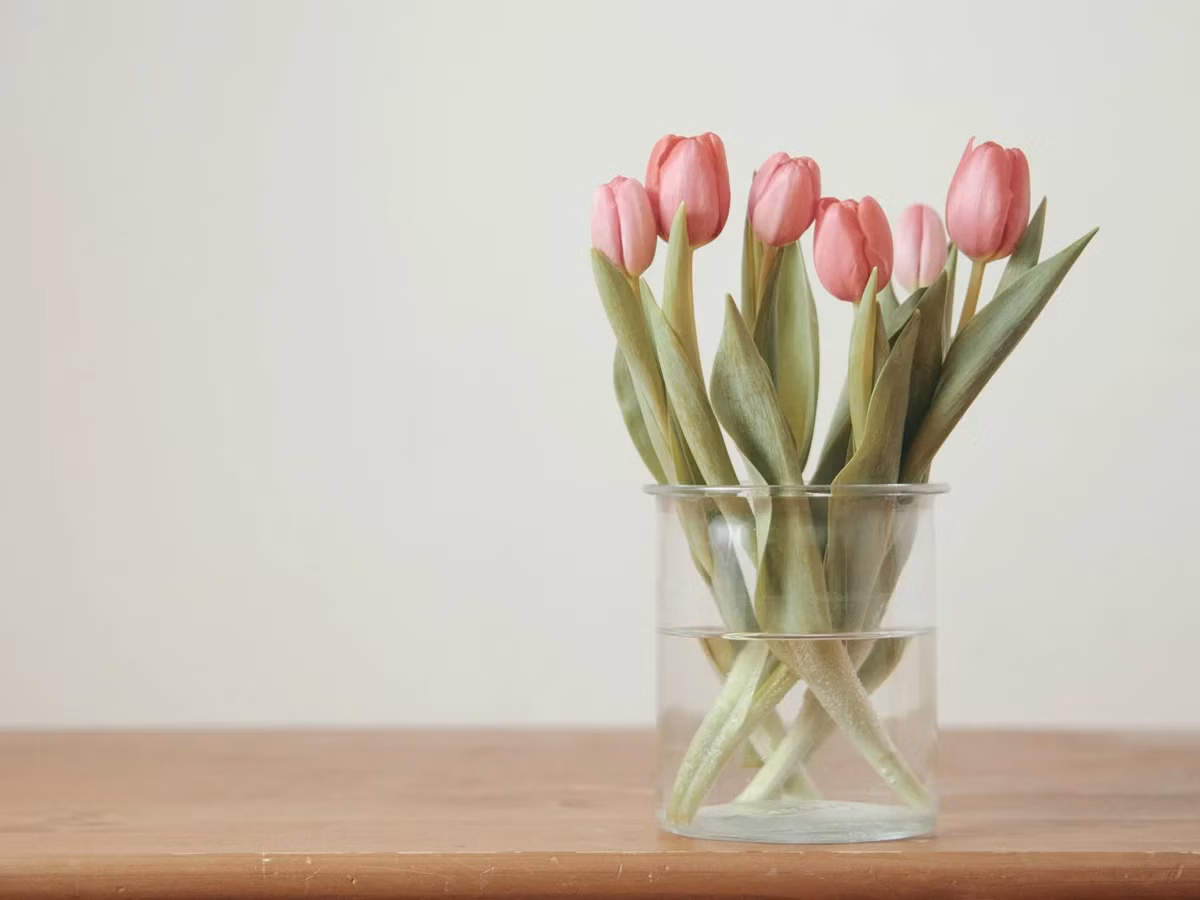 Pink Tulips - Fresh Stems available in Washington DC | Tempo Lazer Flowers Studio, Washington DC florist