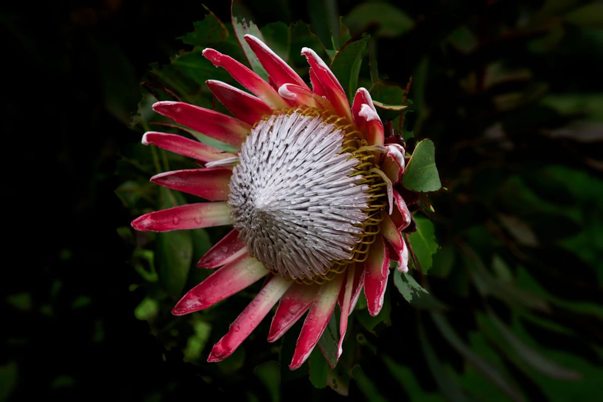 Protea Statement Arrangement