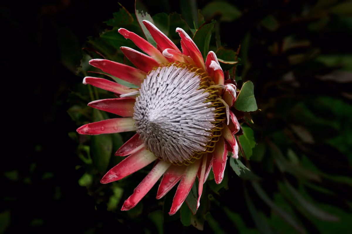 Protea Statement Arrangement - Protea Statement Arrangement: چیدمان · Tempo Lazer Flowers Studio. | Tempo Lazer Flowers Studio, Washington DC florist