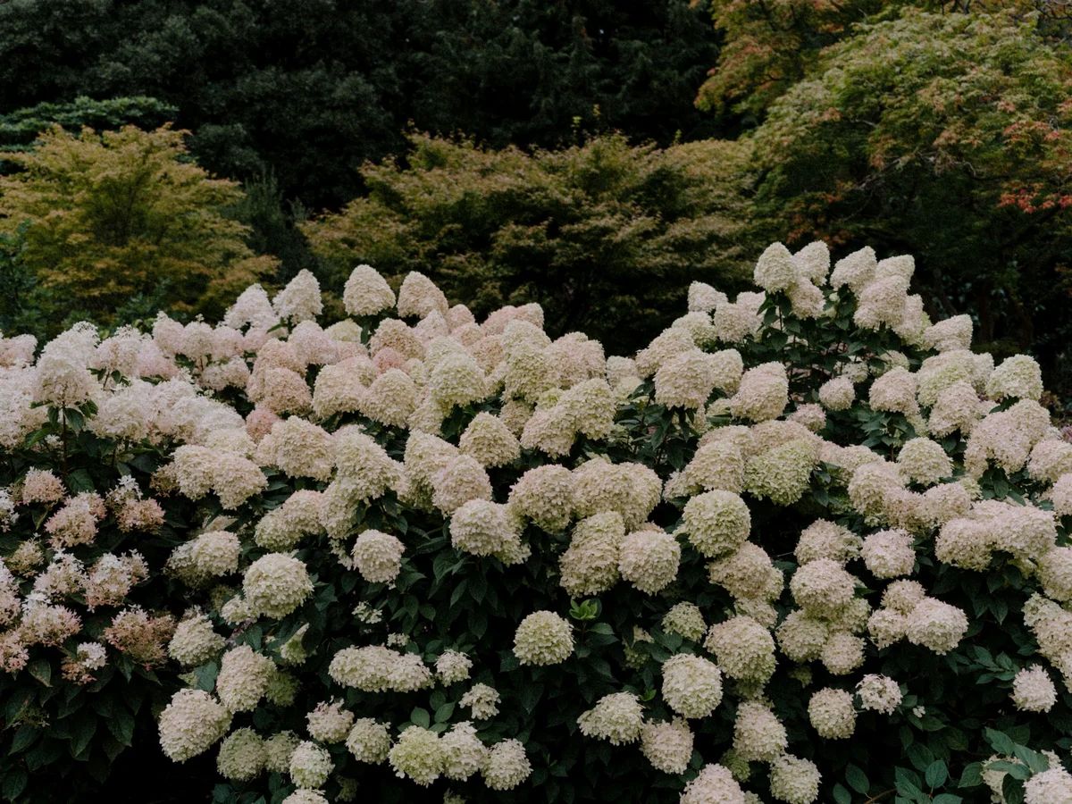 Purple Hydrangea