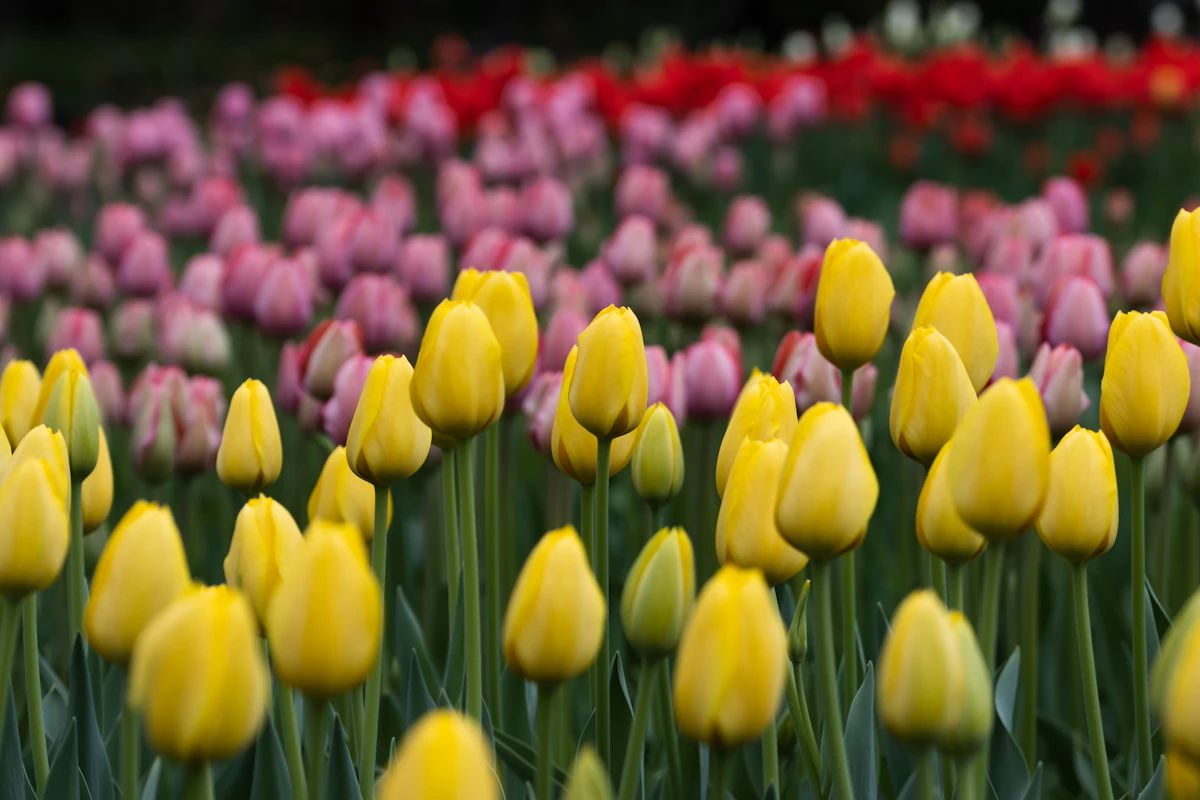 Spring Tulip Collection - Spring Tulip Collection: बुके · Tempo Lazer Flowers Studio. | Tempo Lazer Flowers Studio, Washington DC florist