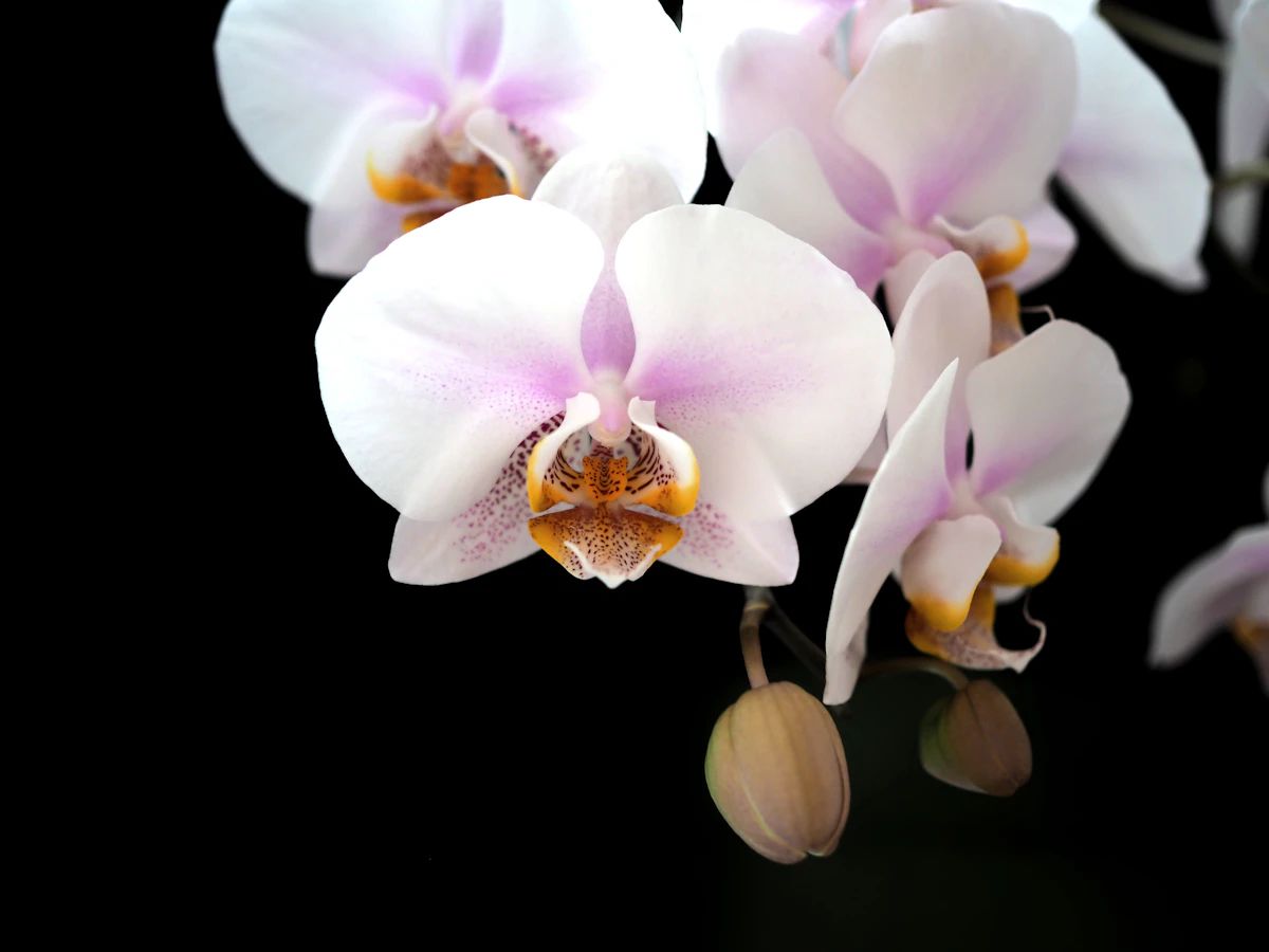 Tropical Orchid Terrarium Deluxe