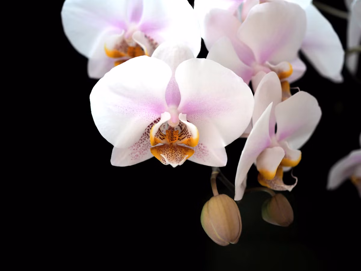 Tropical Orchid Terrarium Deluxe - Tropical Orchid Terrarium Deluxe: گیاهان · Tempo Lazer Flowers Studio. | Tempo Lazer Flowers Studio, Washington DC florist