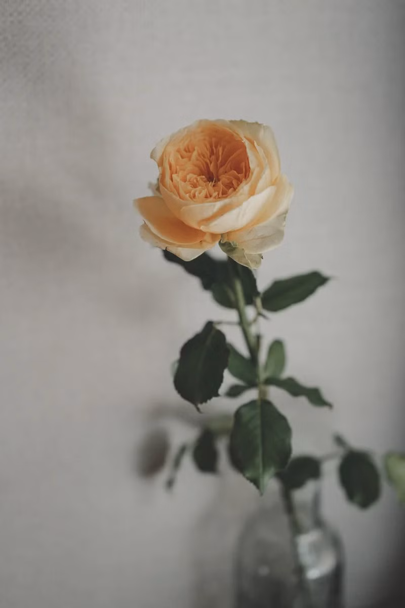 White Garden Rose - Fresh Stems available in Washington DC | Tempo Lazer Flowers Studio, Washington DC florist