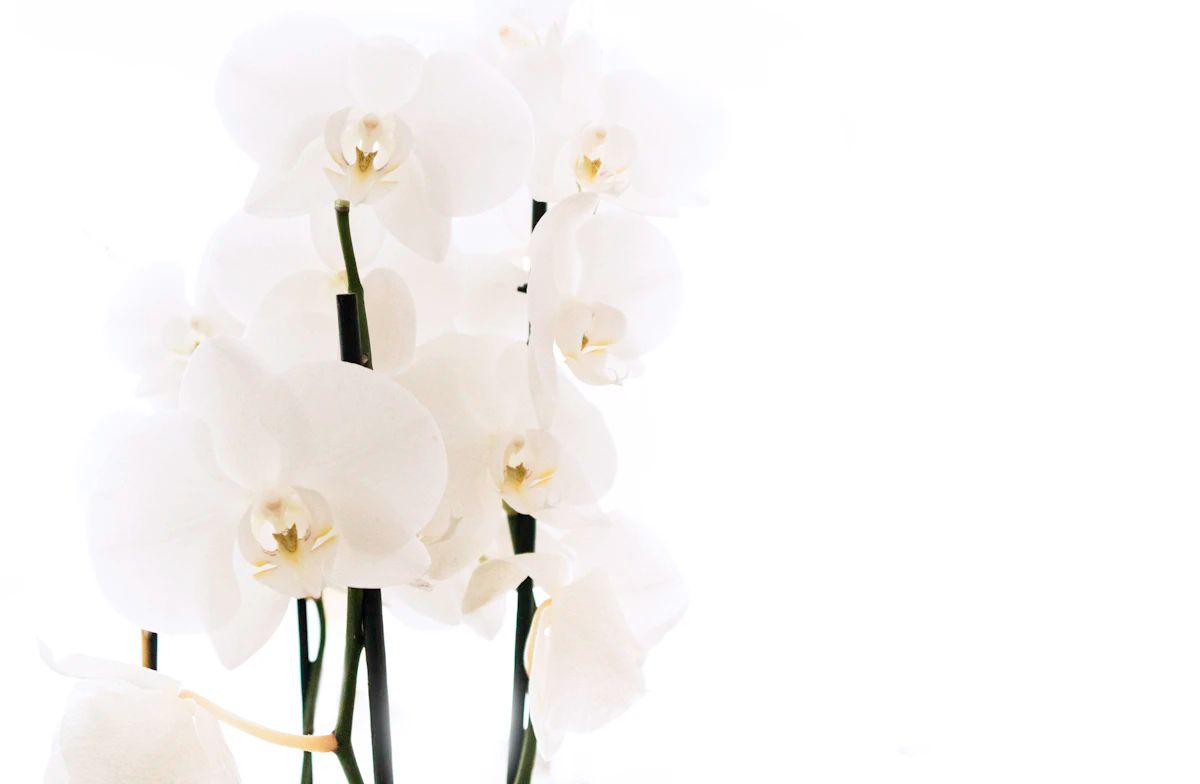 White Orchid Elegance
