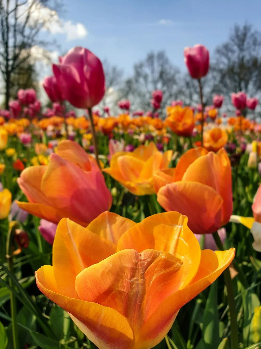 White Tulips