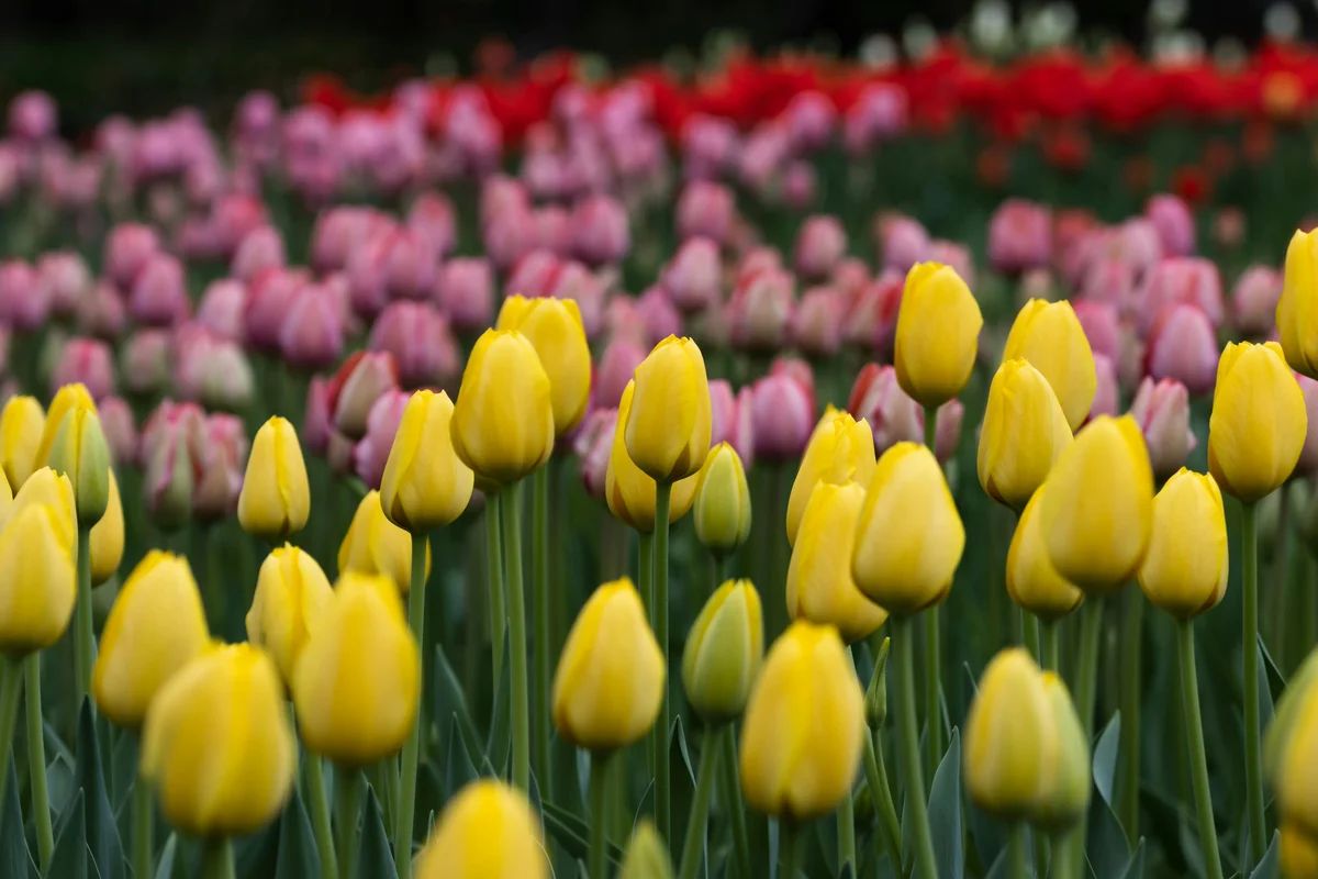 Yellow Tulips