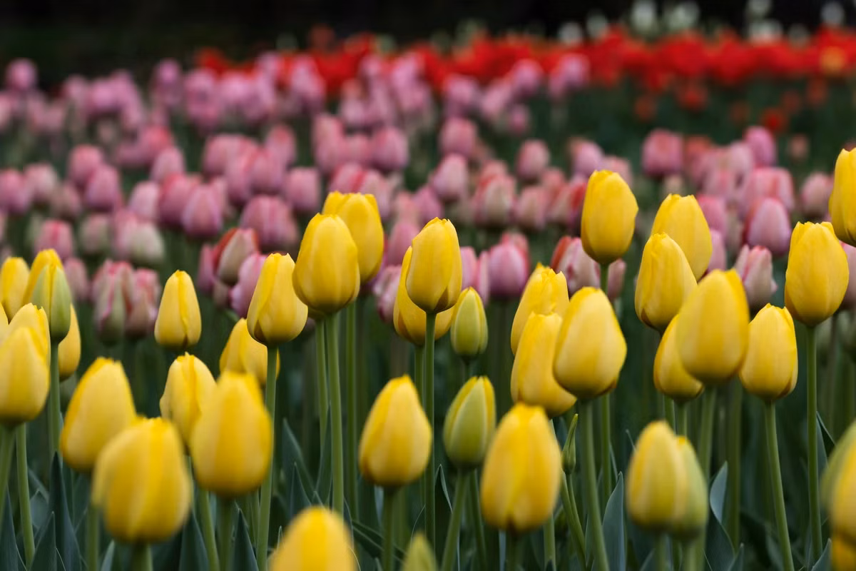 Yellow Tulips - Fresh Stems available in Washington DC | Tempo Lazer Flowers Studio, Washington DC florist