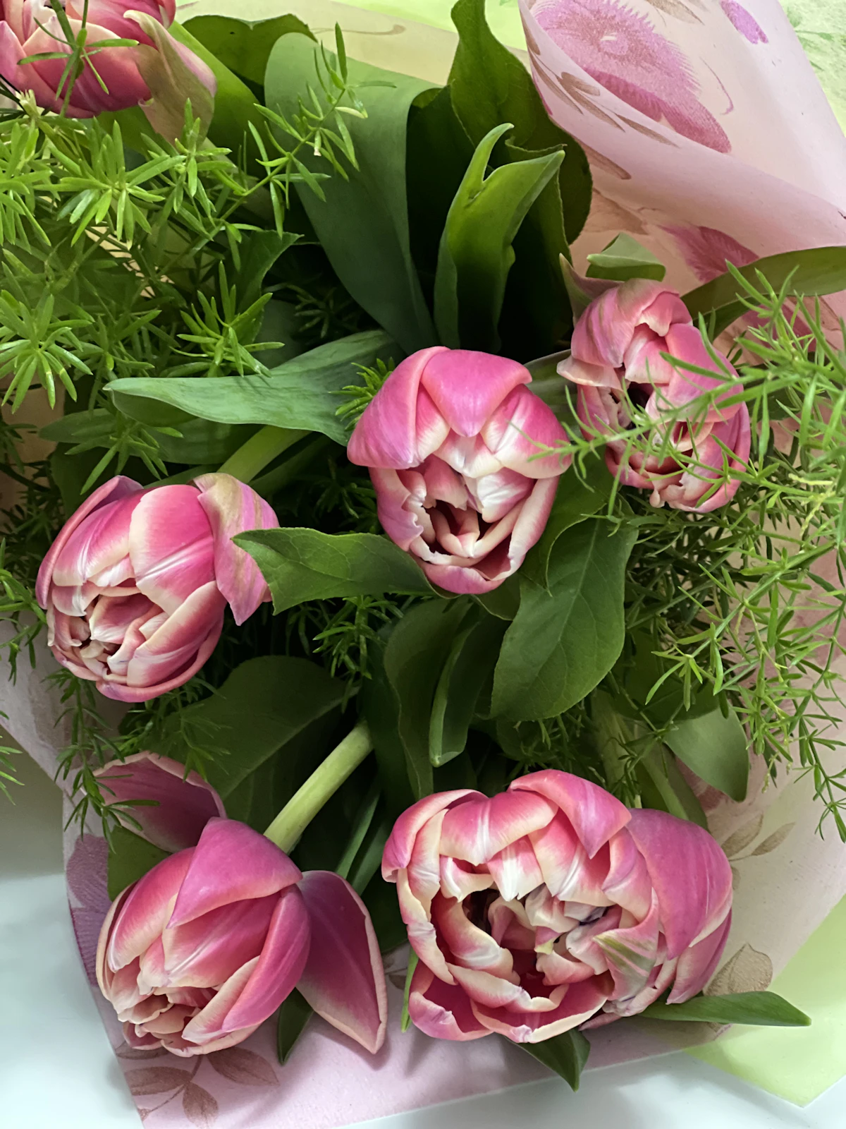 Tulips care guide